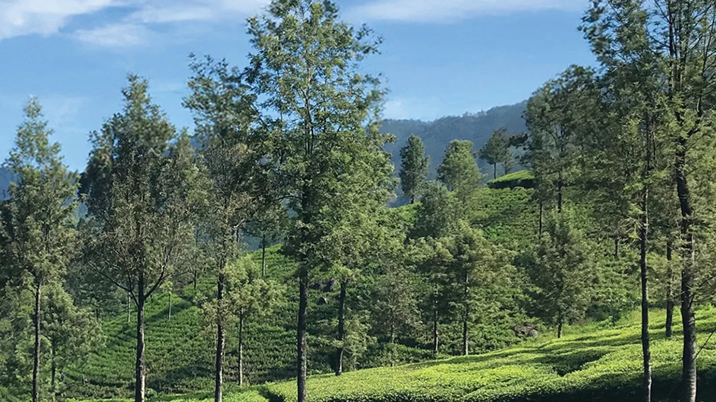 Spring 2025 Quarterly - The Blue Hills of India