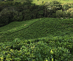 Upton Tea Imports | Online Loose Tea Shop
